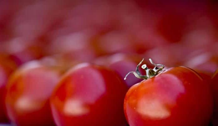 Pomodori freschi di stagione, un simbolo di alimentazione consapevole e sostenibile.