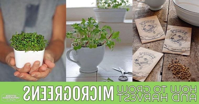how to grow microgreens