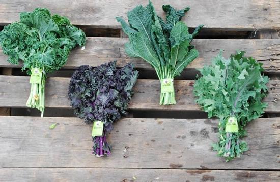 Tipi di Cavolo Nero: Russo Rosso, Lacinato, Redbor, Scozzese Verde
