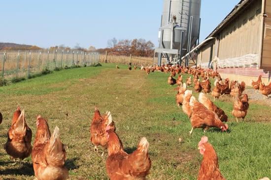 L'Allevamento Responsabile è Sostenibile Una giornata di sole nel pascolo