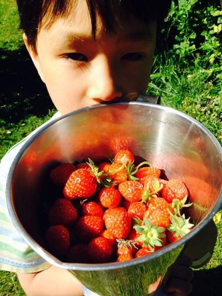Raccogliere fragole per il dessert