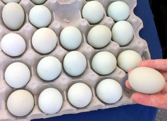 Sette Cibi da Avere Sempre in Cucina 3 Uova fresche dal mercato del contadino