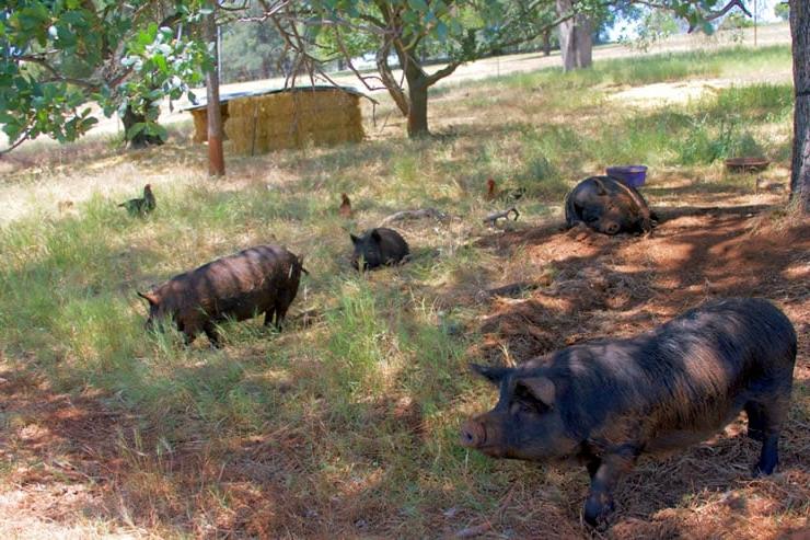 Blue Oaks Farm - Maiali di Cinta al Pascolo
