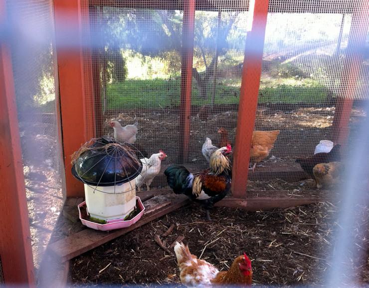 Oliver il Gallo
