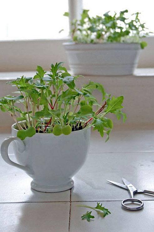 microgreens in planter